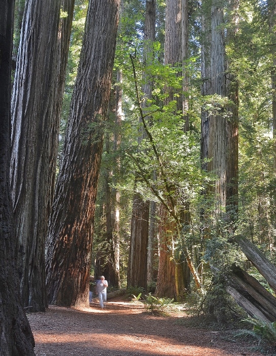 redwood trees